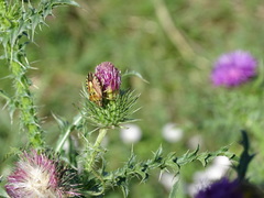 Carpocoris mediterraneus