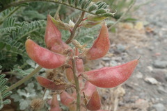 Astragalus nuttallii nuttallii
