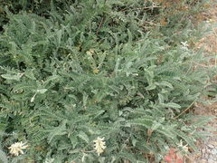 Astragalus nuttallii nuttallii