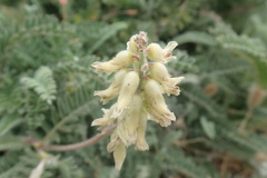 Astragalus nuttallii nuttallii