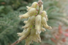 Astragalus nuttallii nuttallii