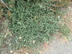 Astragalus nuttallii nuttallii