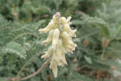 Astragalus nuttallii nuttallii