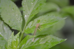 Platycnemis