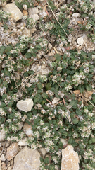 Guilleminea densa