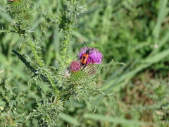 Stictoleptura cordigera