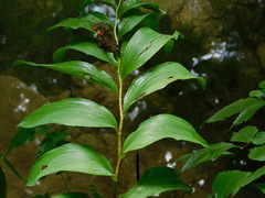 Phyllosticta convallariae