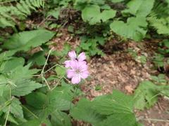 Geranium gracile
