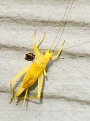 Cyrtoxipha columbiana