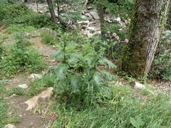 Cirsium sychnosanthum