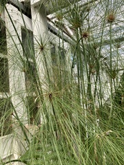 Cyperus papyrus
