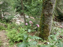 Cirsium sychnosanthum