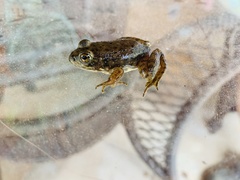 Lithobates catesbeianus