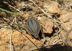 Callyntra macrocosta