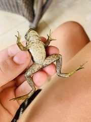 Lithobates catesbeianus