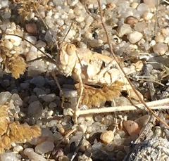 Derotmema delicatulum