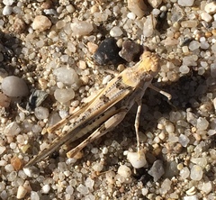 Derotmema delicatulum