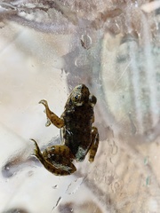 Lithobates catesbeianus