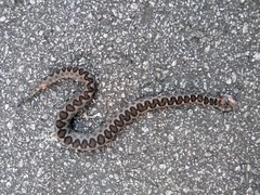 Vipera latastei