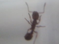 Myrmica