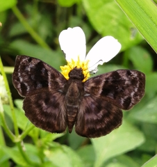 Ebrietas anacreon anacreon