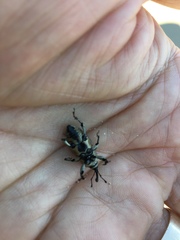 Sphenophorus aequalis