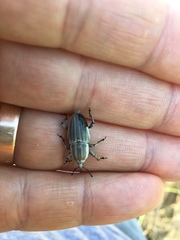 Sphenophorus aequalis