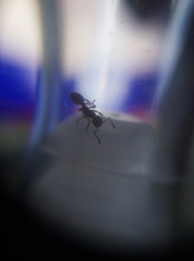 Myrmica