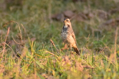 Luscinia svecica
