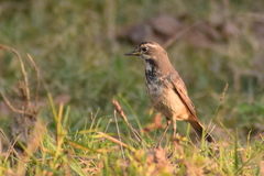 Luscinia svecica