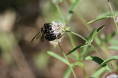 Xylocopa californica californica