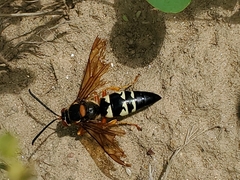 Sphecius speciosus