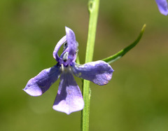 Lobelia anatina