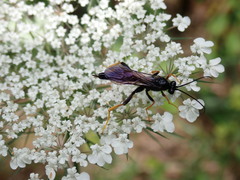 Exetastes suaveolens