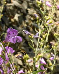 Penstemon sepalulus