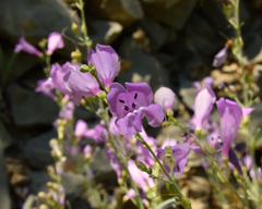 Penstemon sepalulus