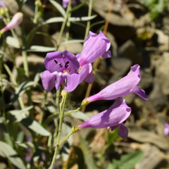 Penstemon sepalulus