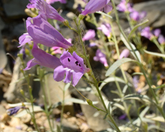 Penstemon sepalulus