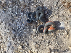 Diadophis punctatus vandenburgii