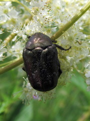 Protaetia cuprea