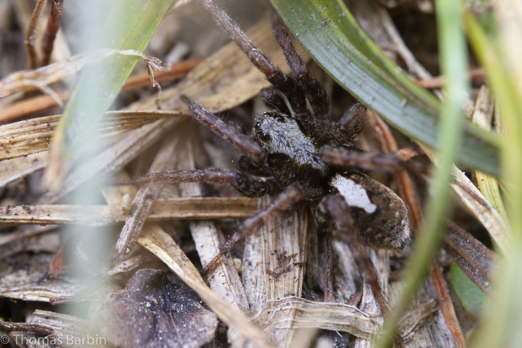 Arctosa insignita