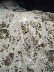 Eleutherodactylus longipes