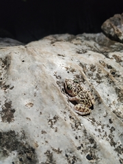 Eleutherodactylus longipes