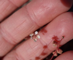 Micranthes bryophora