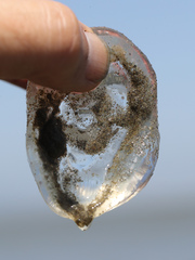 Aequorea victoria