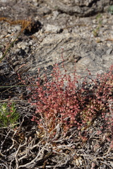 Micranthes bryophora