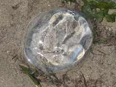 Aequorea victoria