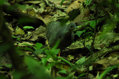 Crypturellus boucardi