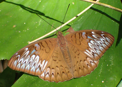 Tanaecia