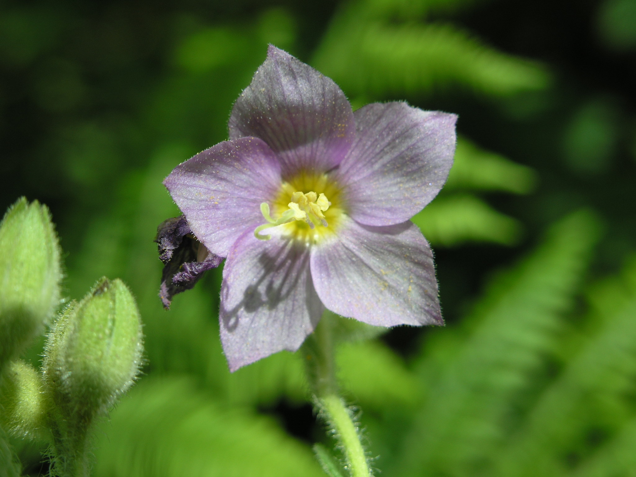 Polemonium foliosissimum var. foliosissimum